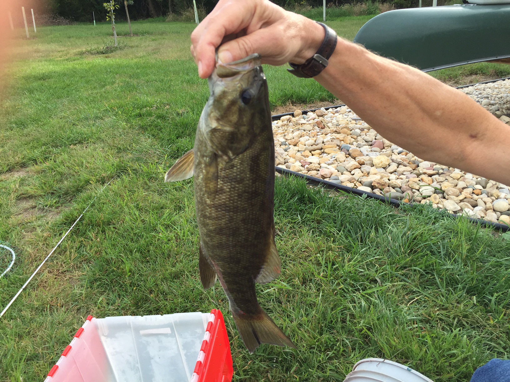 Attached picture First Smallmouth.JPG